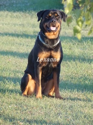 Voici ma chienne Lexanne