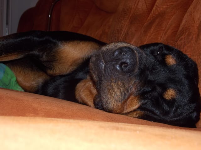 Dormir avec son chien