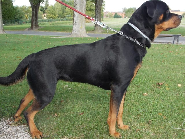 Stérilisation de ma chienne