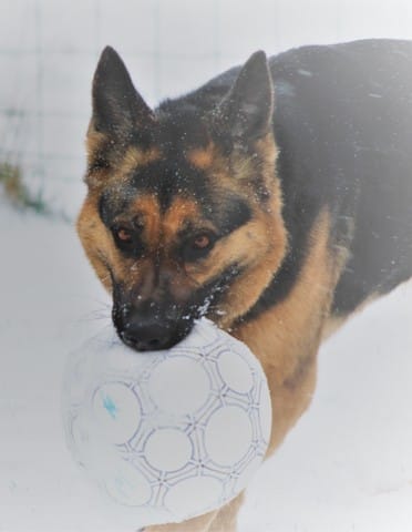 Les Bergers Allemands