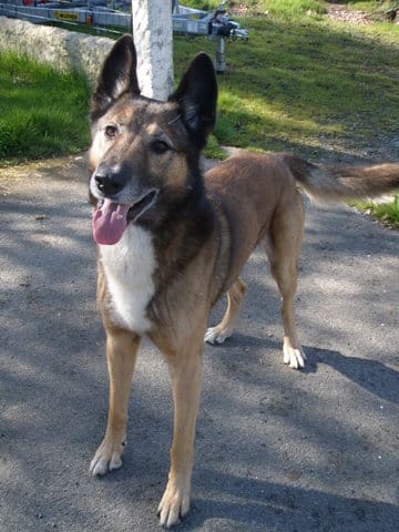 quel race est croisé avec ce malinois