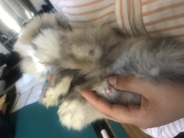 Boules rouges sur les pattes de mon lapin