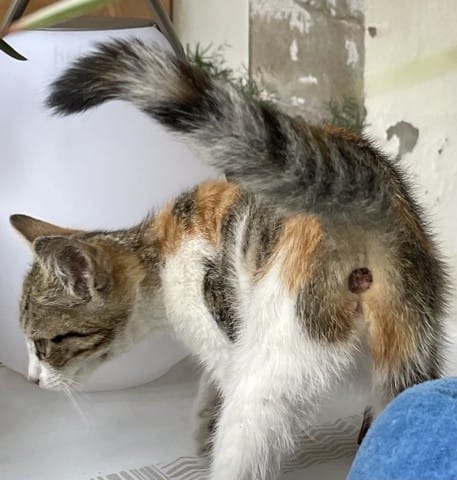 Chat abandonne trouvé dans mon jardin