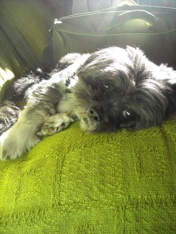 je viens de perdre mon chien ...
