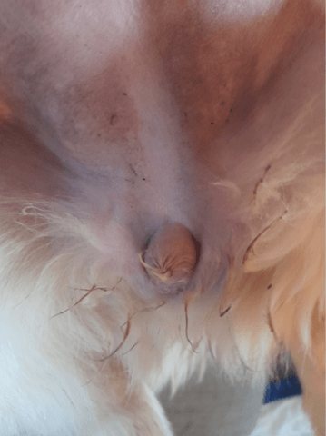 Pouvez nous aider à confirmer le sexe de notre chiot ?