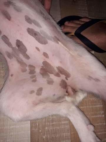 Mon chiot gratte beaucoup (démangeaisons)