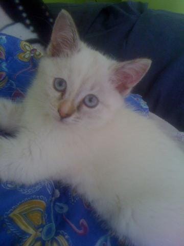 Est ce un chaton Birman ?