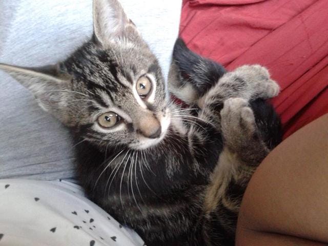 Chat maltraité récupéré.