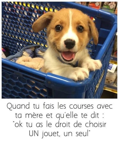 Quelle est cette race de chien ? svp