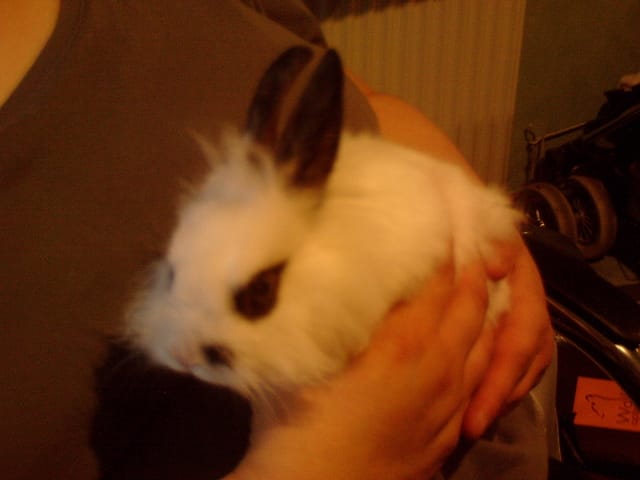 Race de lapin