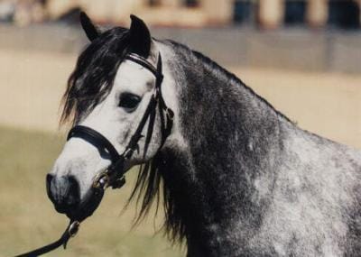 Quel est cette race de cheval ?