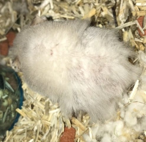 Mon hamster m’inquiète !!!