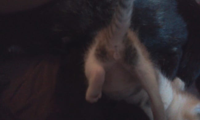 hésitation sexe d'un chaton