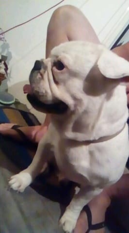 Bouledogue Français ou pas ?