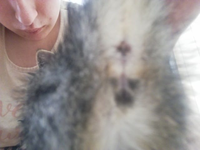 Je ne sais pas si mon chat et un mal ou une femelle