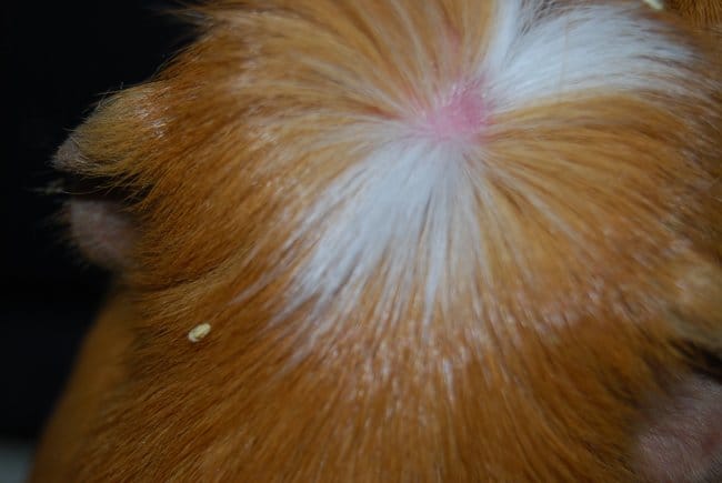 Trou dans la tête cochon d'inde !!