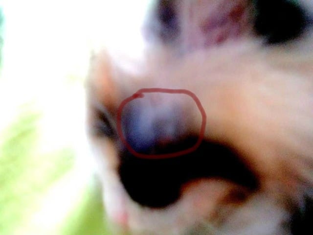 chaton qui perds ses poils pourquoi ?