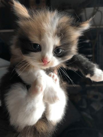 concours du chat le plus . beau ou mignon