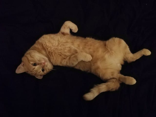 Alimentation Chat Européen