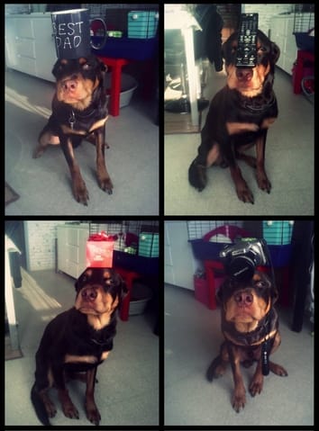 jouer avec son chien