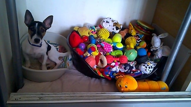 Présentation de Joy