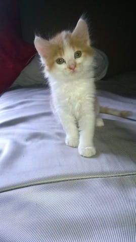 Psycho est enfin la !!