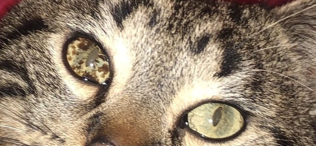 Taches sans l’oeil de mon chat, est-ce une tumeur ?