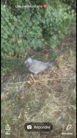 Un oiseau bizare . Je ne sais pas quoi faire