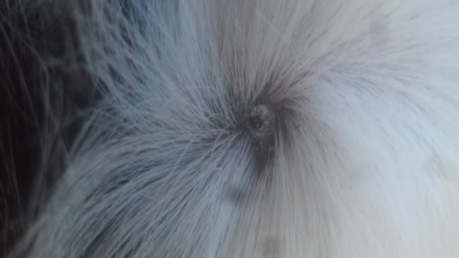 Mon cochon d'Inde a un bouton assez bizarre