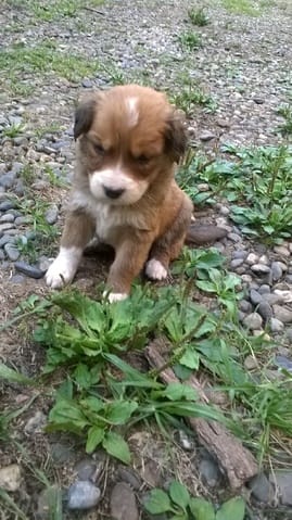 Chiot croisé, origine ?