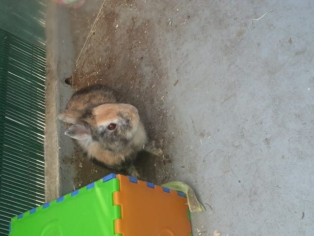 Question: lapin en liberté ( sortie )