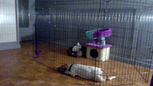 la nouvelle cage de mes lapins