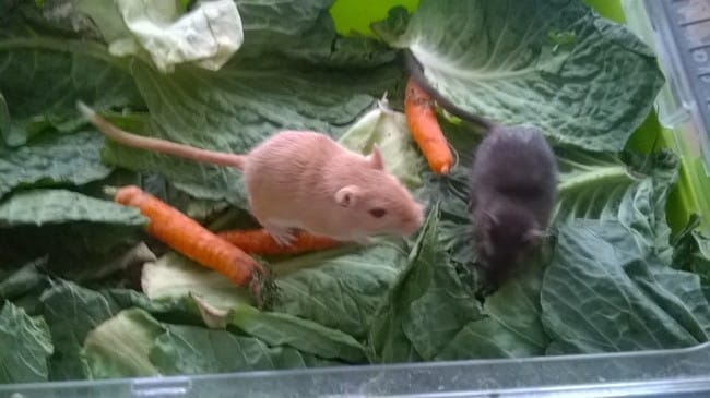 quel legumes donner au gerbilles
