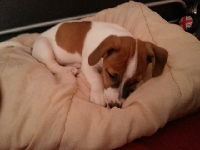 L'evolution de vos chiens/chiots en photos :)