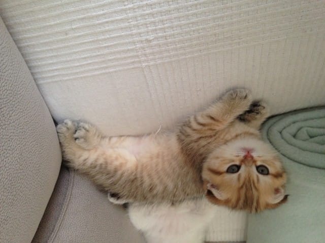 De quel couleur est ce chaton?