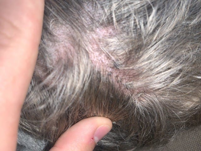 Croûtes sur la peau de mon chien…Aidez moi