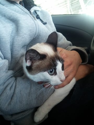 Arrivée non-prévue d'un chat (trouvé)