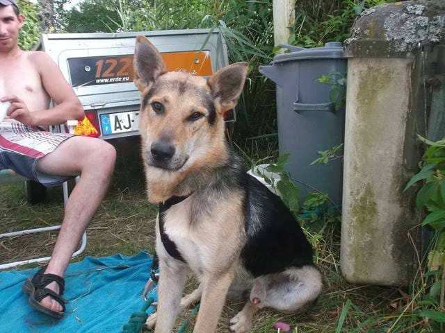lobo s'est sauver!!