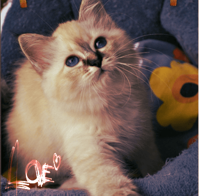 Comment devenir éleveur de chats ? :)