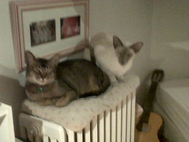Mes chats s'amusent ou se battent ?