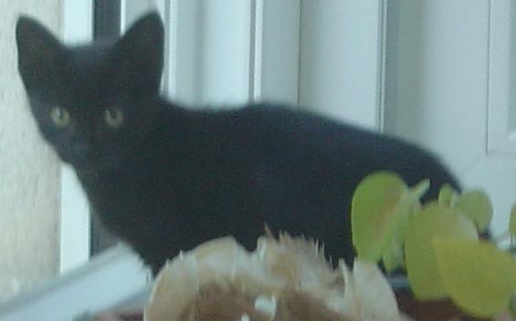 Chaton abandonné.....