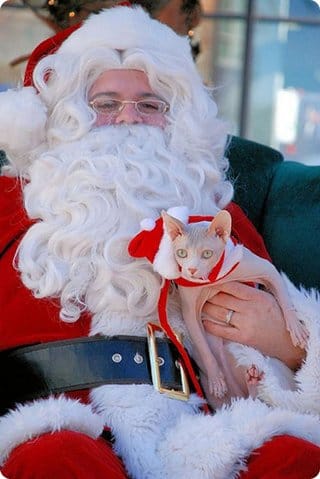 Top 14 des superbes photos de père noël avec des chats