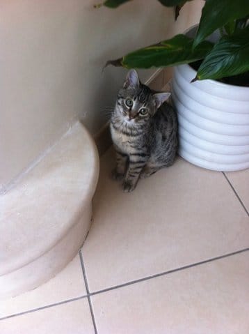 Quelle est la race de mon chat ?