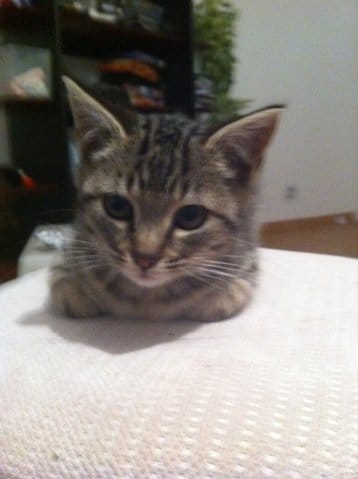 Laissez sortir son chat ?