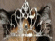 Miss/Mister chat 2011