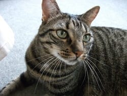 Les Miss/Mister Animaux sont...