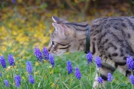Cohabitations avec les autres chats du quartier