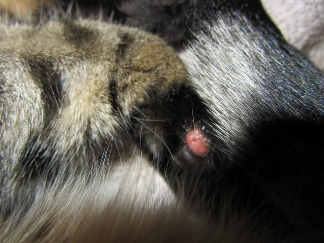 Mon chat a une blessure au coussinet