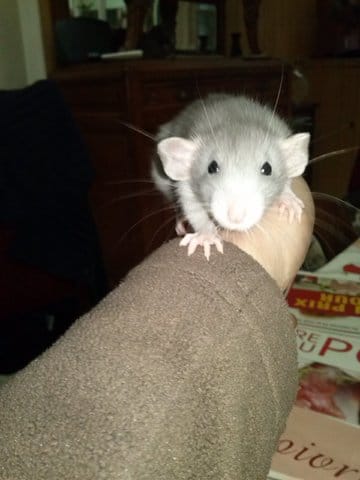 comment savoir la race de son rat ?