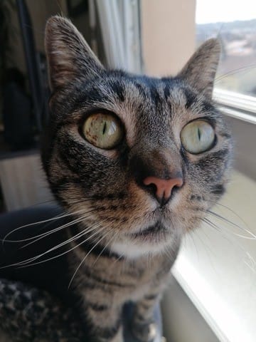 Tâches marrons dans l'oeil du chat